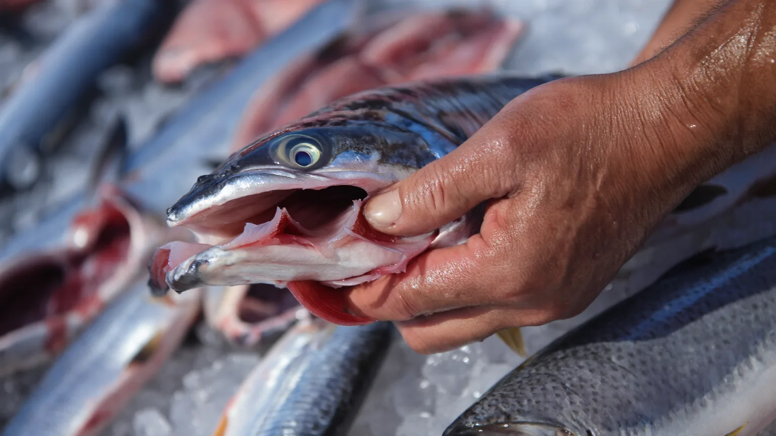 Freshness Guide — Marbella Seafood